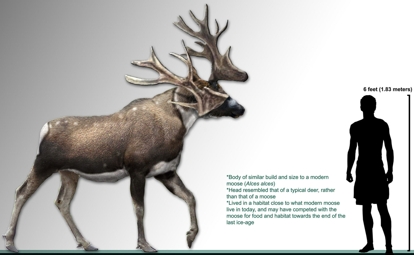 Résultat de recherche d'images pour "moose compared to human"