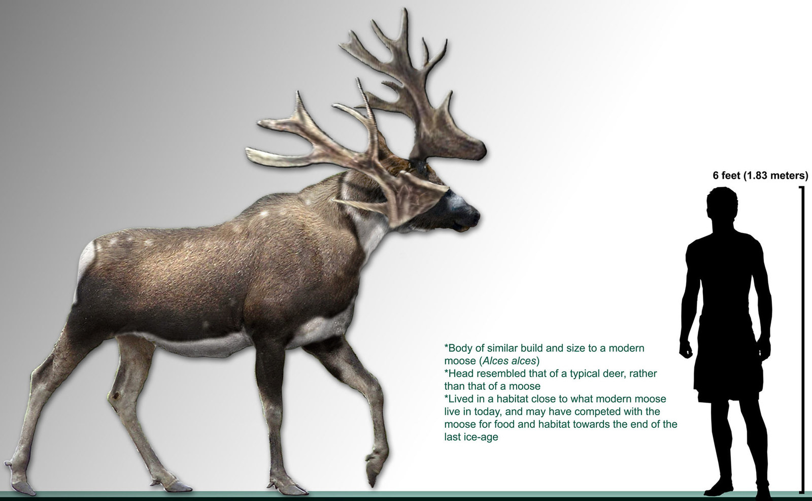 moose size comparison