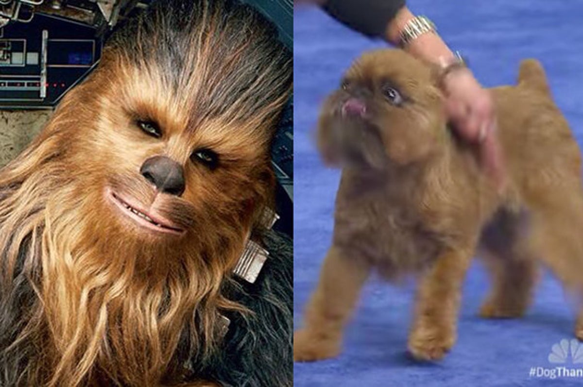 what breed is chewie dog
