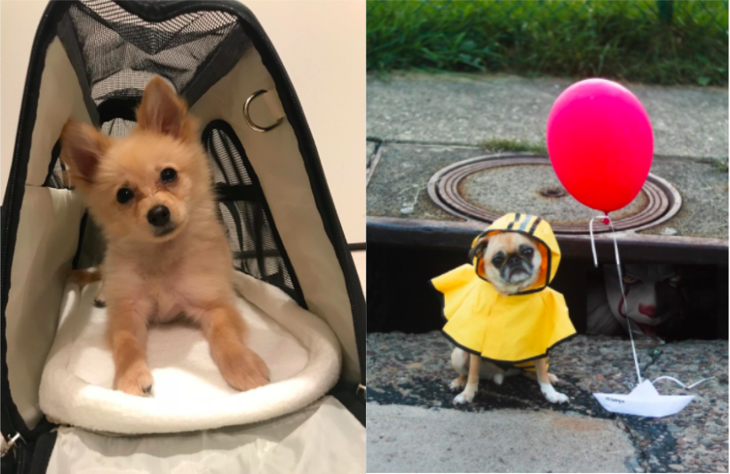 22 Things For Anyone Who Owns A Small (But Mighty) Dog