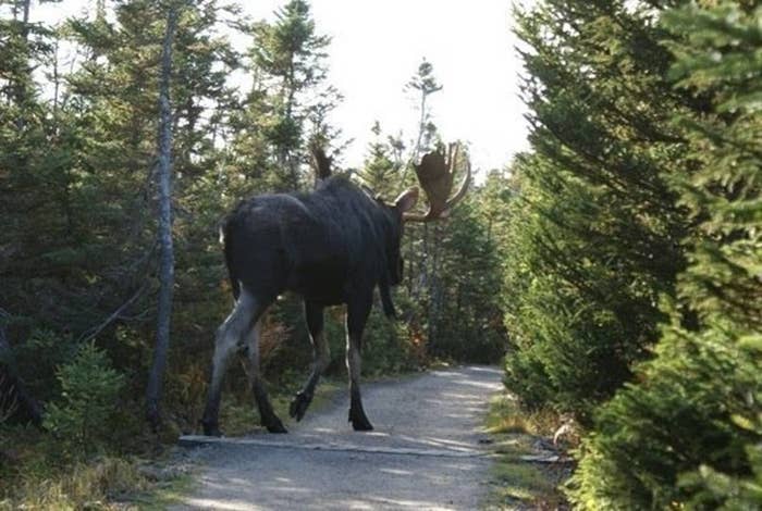 I Never Realised How Huge Moose Are And Now I'm Freaking Out