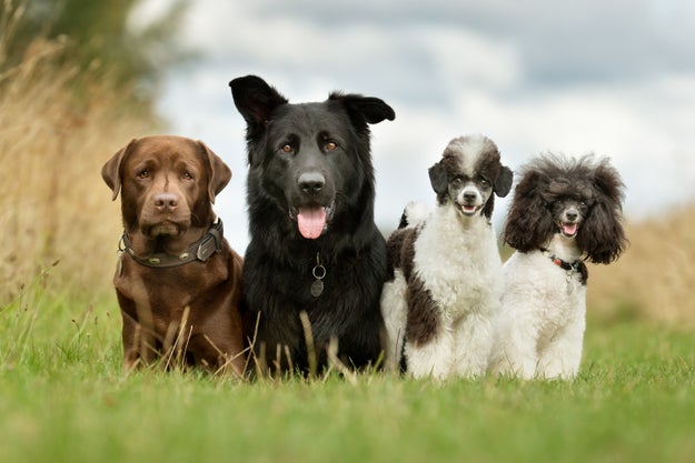 "Sending your dog to 'doggy day care' so they can have fun."