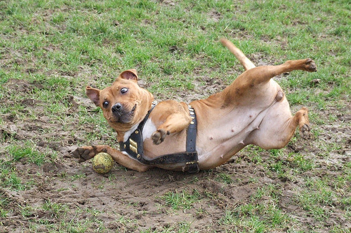 ついつい笑顔になっちゃう 決定的瞬間の犬