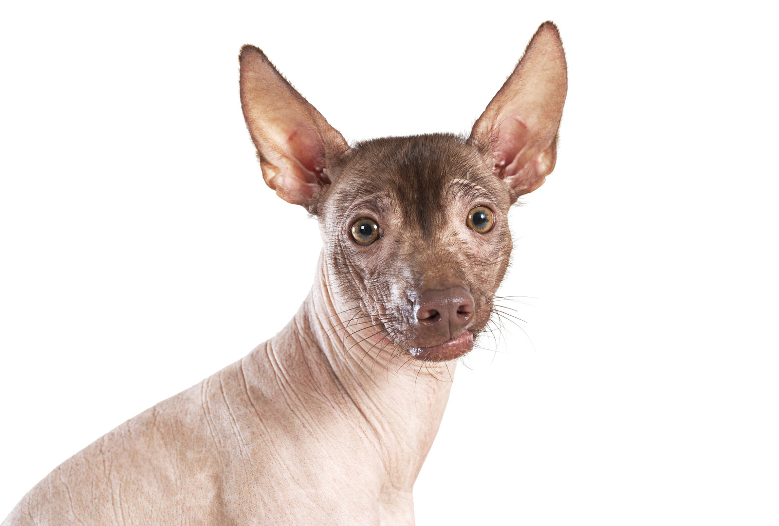 hairless dog coco