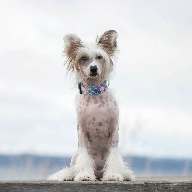 The Xoloitzcuintli is not the only hairless dog; there's also the Chinese Crested dog.