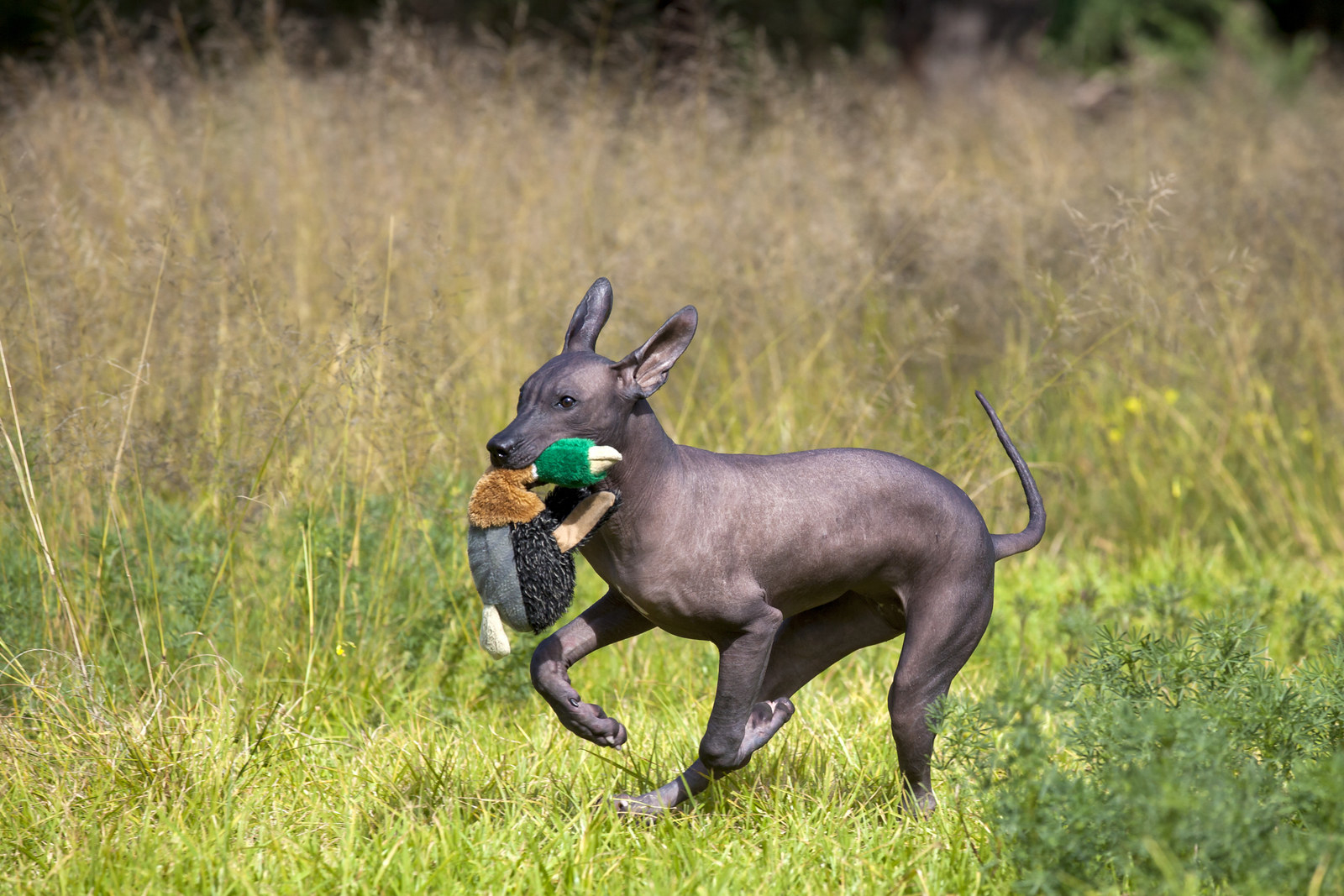 The mighty xolo store dog