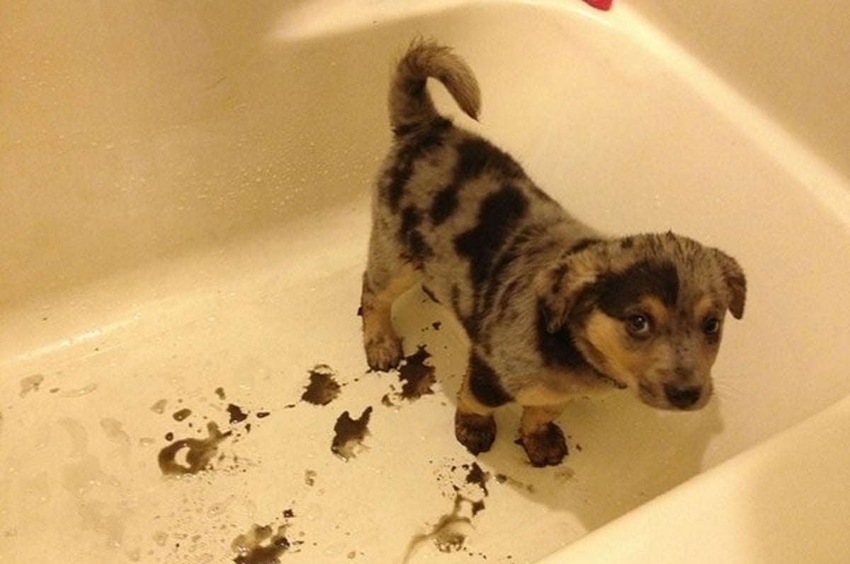 ただただ 良い子にしている 犬の画像を集めた