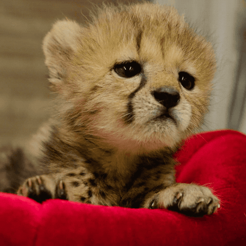 In conclusion: I can't wait to share this extremely interesting information with all of my friends and family. And also, look at this baby cheetah: