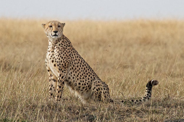 We are here to talk about Cheetahs. This is a cheetah.