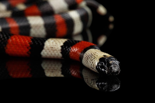 Milk Snakes