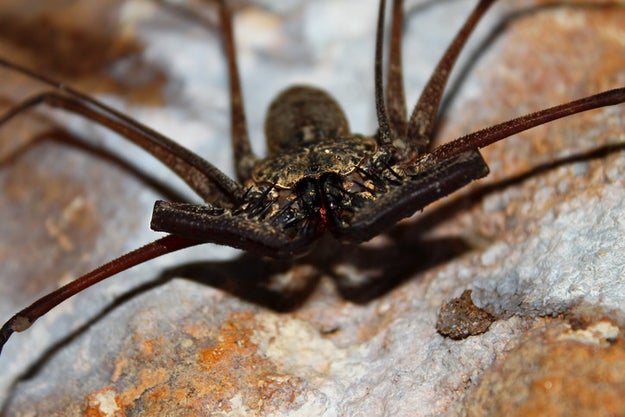 Whip Scorpions