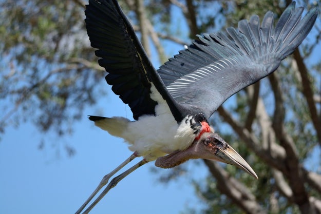 Marabou Storks