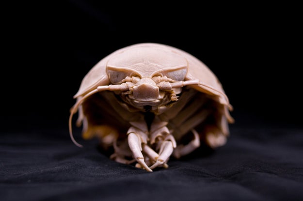 Giant Isopods