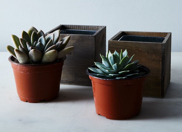 Or a pair of real succulents and planters that are so easy to assemble, you could do it in your sleep.