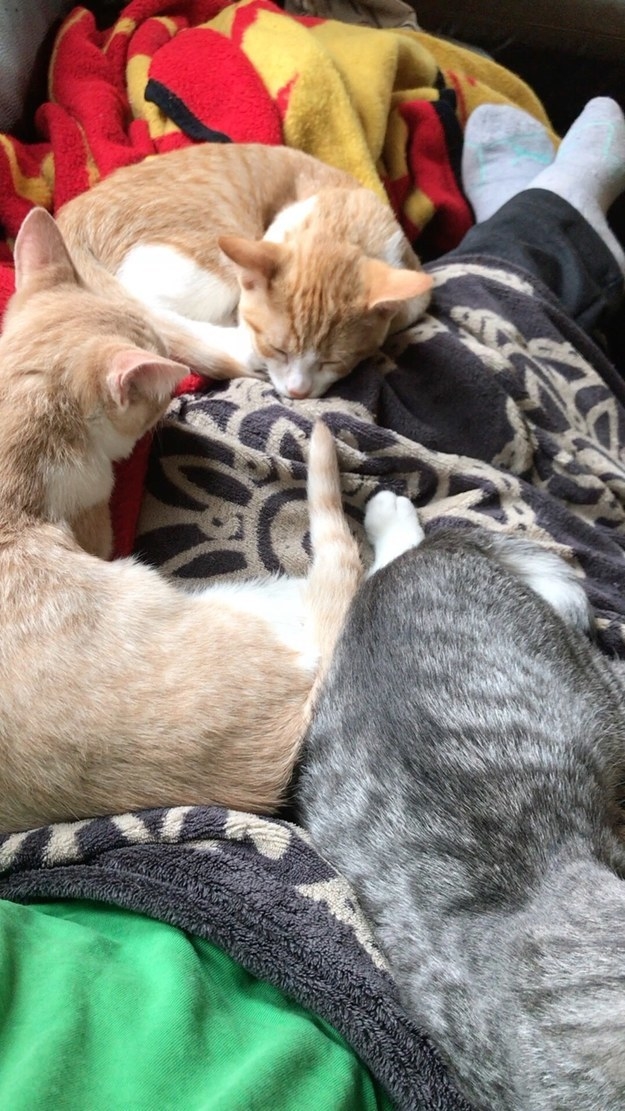 "The day before the fosters were set to go back to the shelter to get fixed and go up for adoption, my husband decided we also needed to keep Jimmy."