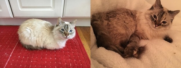 "She was malnourished and feral. Now, she’s the most cuddly cat and has the most beautiful fur. Watching her transformation has been amazing."