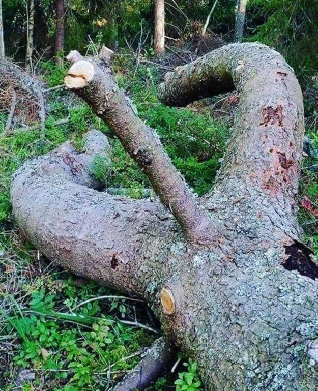 This tree hurts my eyes: