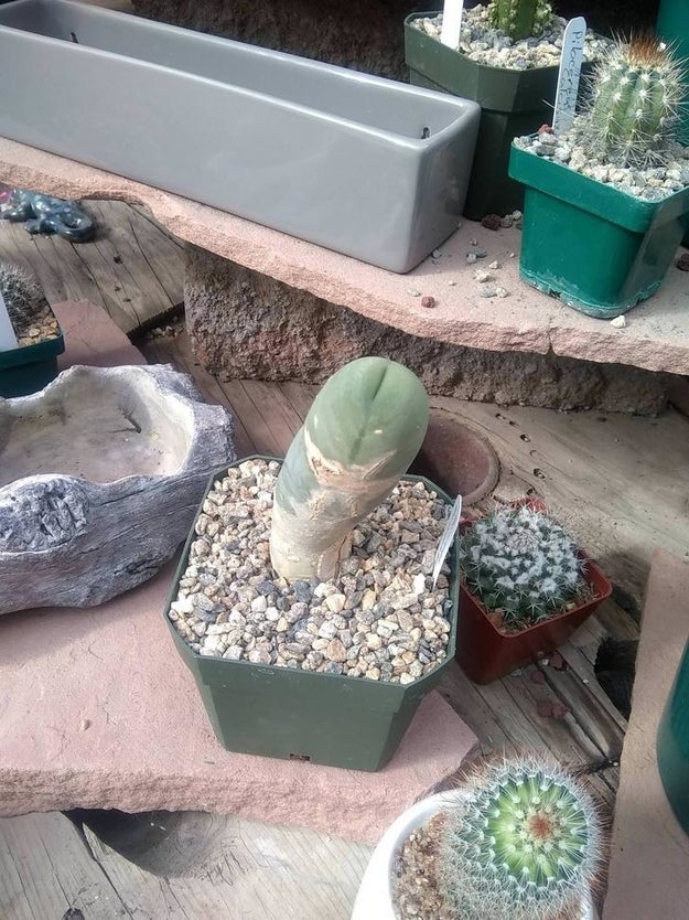 OMG that succulent: