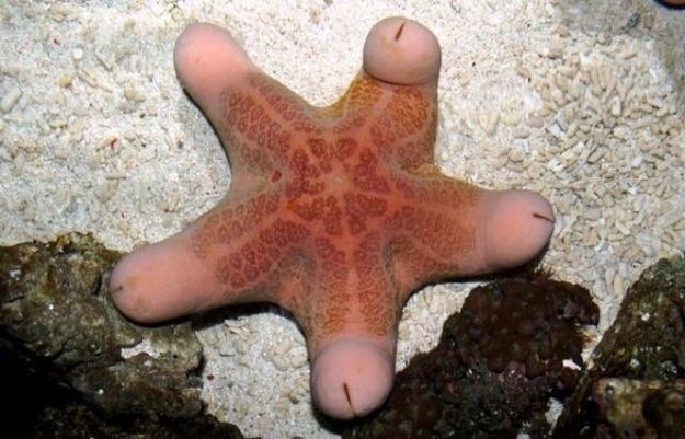 You probably shouldn't look at this starfish either: