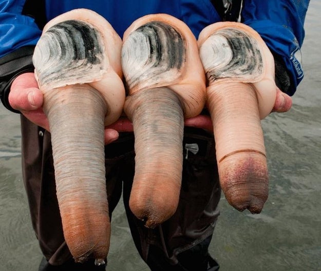 Neither are these geoducks: