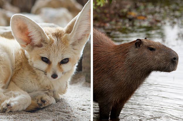 Can You Go 7 For 7 On This Animal Name Quiz