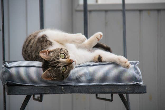 If You Fail This Quiz You Re Not A Cat Person