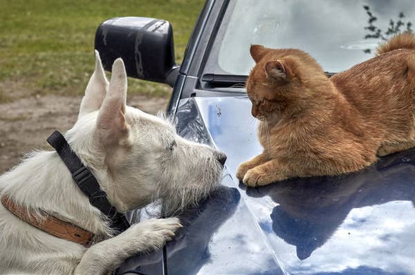 If You Fail This Quiz You Re Not A Cat Person