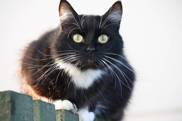 If You Fail This Quiz You Re Not A Cat Person