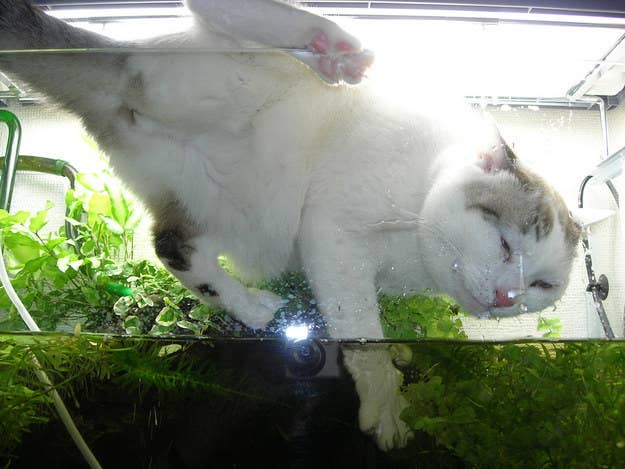 If You Fail This Quiz You Re Not A Cat Person