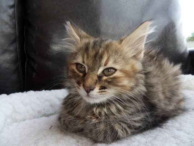 If You Fail This Quiz You Re Not A Cat Person