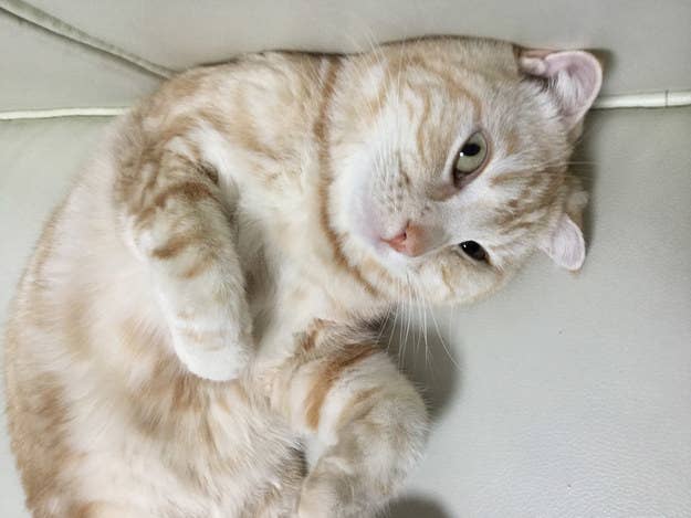 If You Fail This Quiz You Re Not A Cat Person