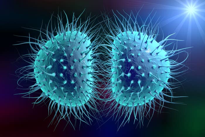 Bacteria Neisseria gonorrhoeae or Neisseria meningitidis, gonococcus and meningococcus, 3D illustration. Bacteria which cause gonorrhoea.