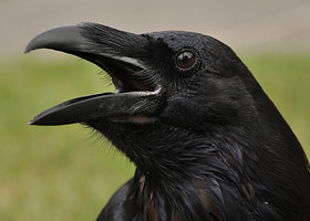 A raven!