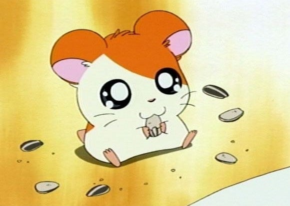 Hamtaro eating a cracker