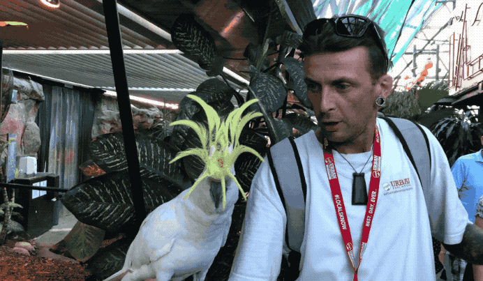 You can see cockatoos in the wild, but Jojo is something special. He's such a showoff: he jams to "I Like To Move It" and loves to boast his crest. You can find him at the Cairns ZOOM and Wildlife Dome! He's a cheeky boy, and will screech if he wants attention. Same, tbh.