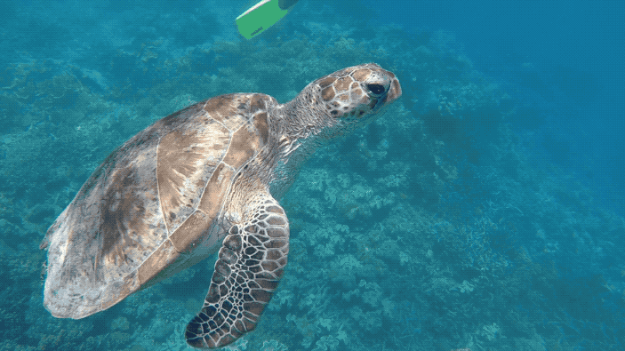 The Great Barrier Reef is also where sea turtles like to hang around. They’re very chill, and when you’re snorkeling you can actually get up close and personal with them. If you don't get to see one in the sea, not to worry: there's a turtle rescue centre in Fitzroy Island. Here, these animals hang around saltwater pools where they are nursed back to health, so it's very easy meet them. Plus, it's good to know there's centres trying to fight the damage caused by pollution.