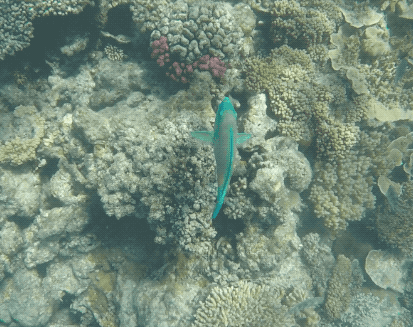 Queensland is home to the Great Barrier Reef. I live close to the best beaches in Italy, but the amount of snorkelling I got to do while visiting this natural beauty was more than I've ever done. I personally have never thought of fish as the most exciting animal on the planet, but seeing the parrotfish for the first time really changed my mind. It's insane to think the colours of their scales are natural. They're so vivid!