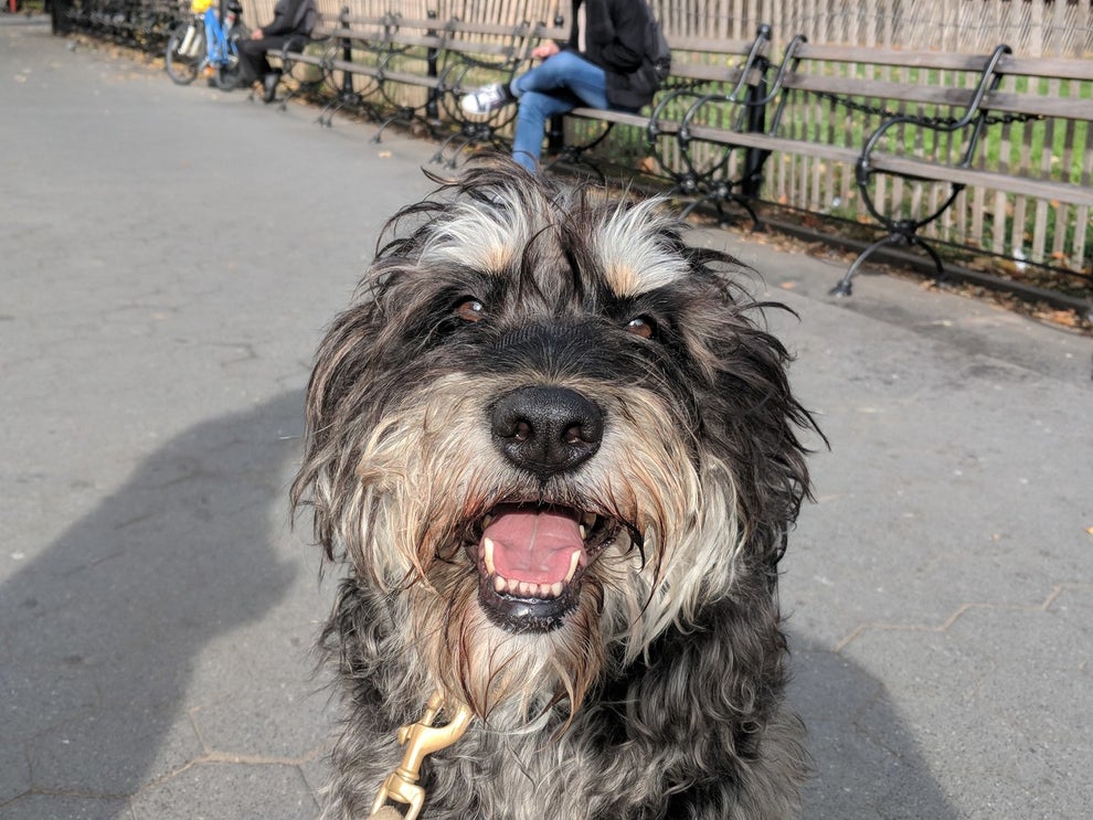 We Took 9,782 Pictures Of NYC Dogs And Here Are The 99 Best Ones
