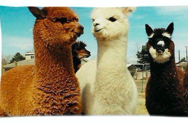 TGBJE Alpaca Gifts Llama Lover Gift Llama Gifts May The Llama Of Happiness Forever Spit In Your Direction 