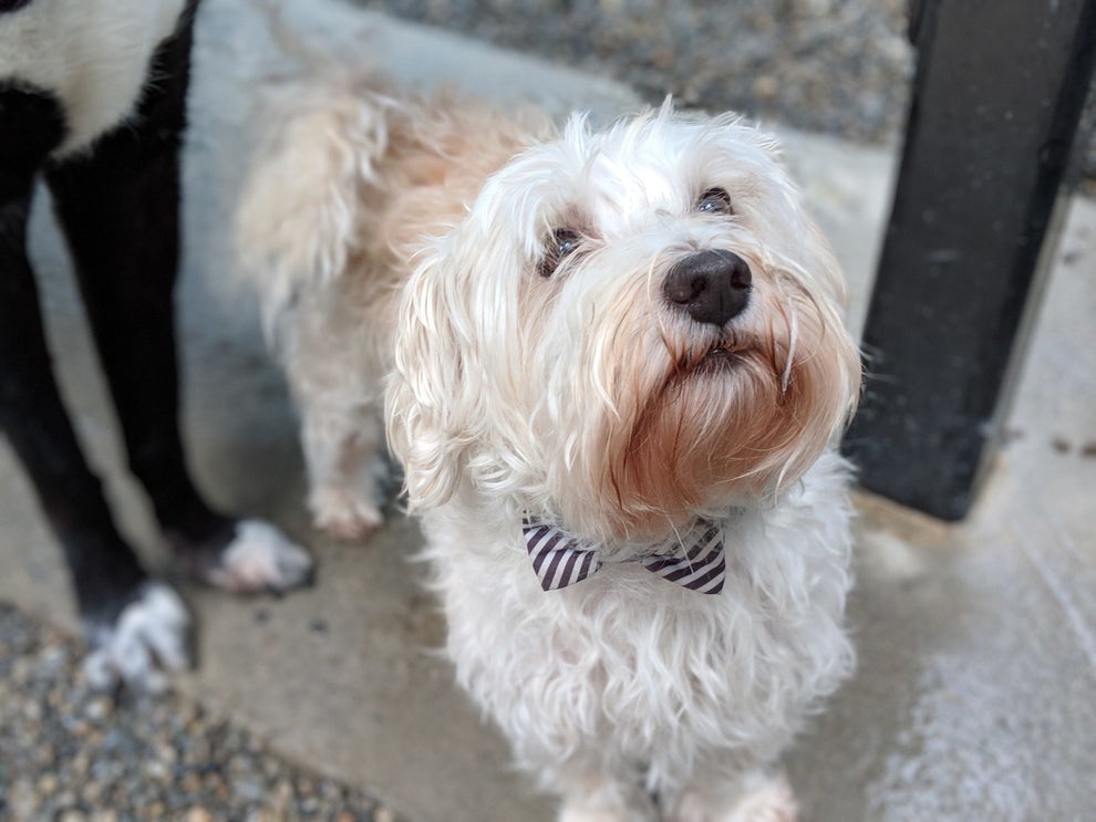 We Took 9,782 Pictures Of NYC Dogs And Here Are The 99 Best Ones