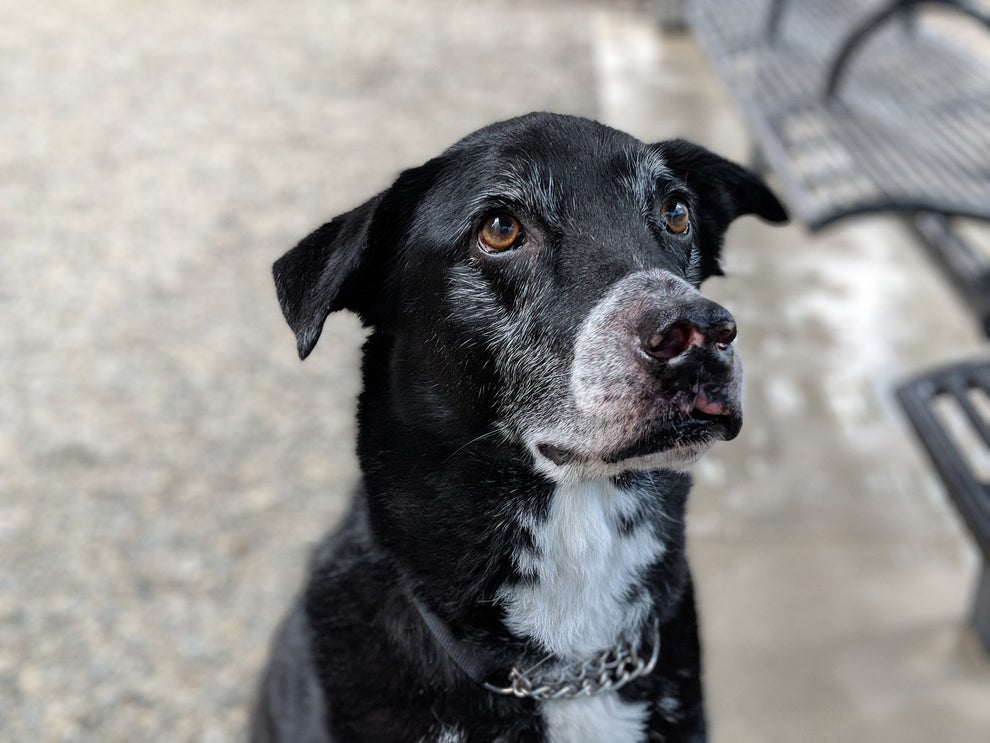 We Took 9,782 Pictures Of NYC Dogs And Here Are The 99 Best Ones