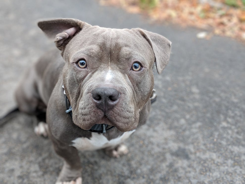 We Took 9,782 Pictures Of NYC Dogs And Here Are The 99 Best Ones