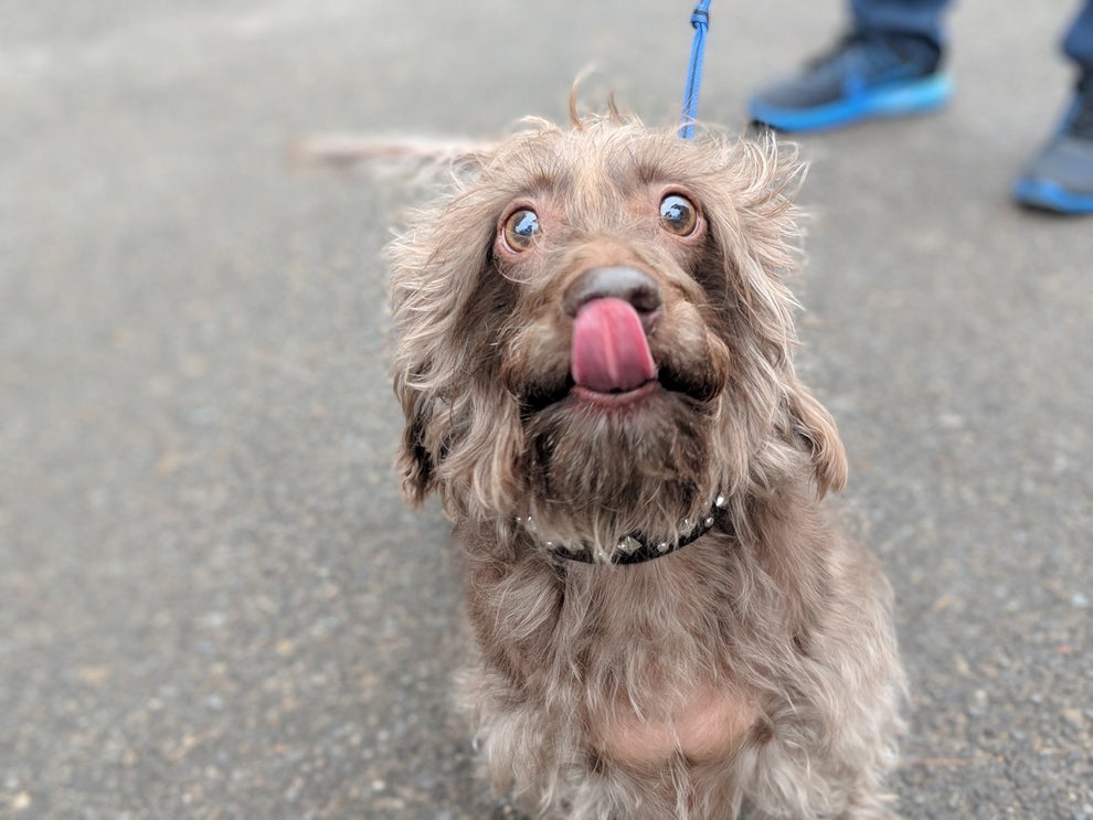 We Took 9,782 Pictures Of NYC Dogs And Here Are The 99 Best Ones