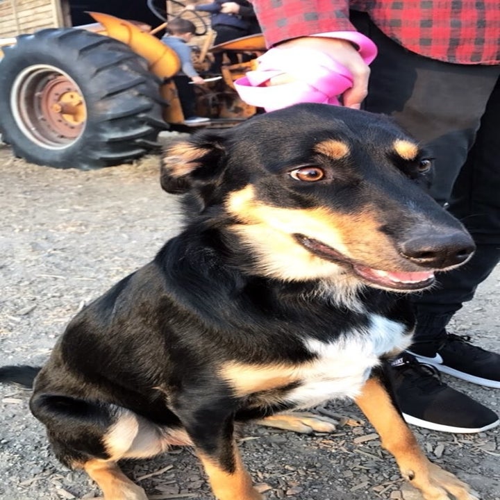 %e7%8b%97%e7%8b%97%e5%92%b3%e5%97%bd%e5%92%b3%e4%b8%8d%e5%81%9c