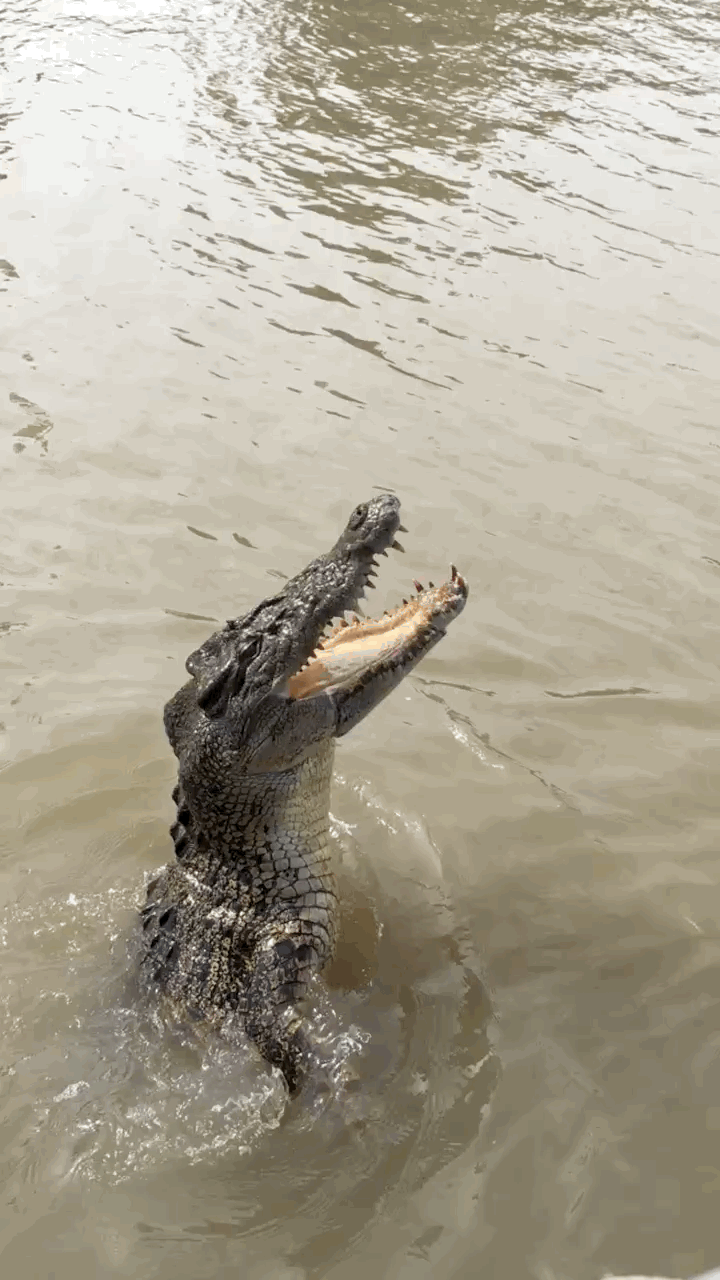 If seeing a croc in action is what you came to the Top End for, we've got you covered. You can do it safely on one of the many jumping croc tours located about an hour's drive away from Darwin. You go out on a boat on the Adelaide River, where guides dangle some meat over the edge, and the crocs jump up and eat it. It's pretty much as close to a hungry croc you can get... or would probably want to!