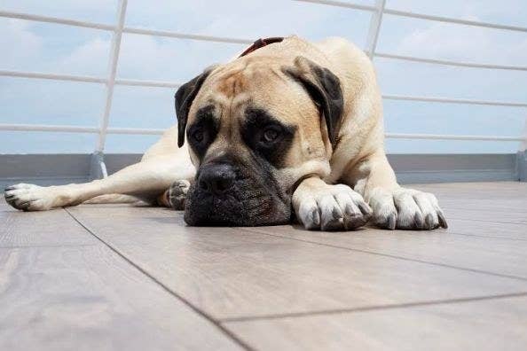 Can You Answer All These Questions About Dil Dhadakne Do Correctly Thanh dat roller shutter door. dil dhadakne do