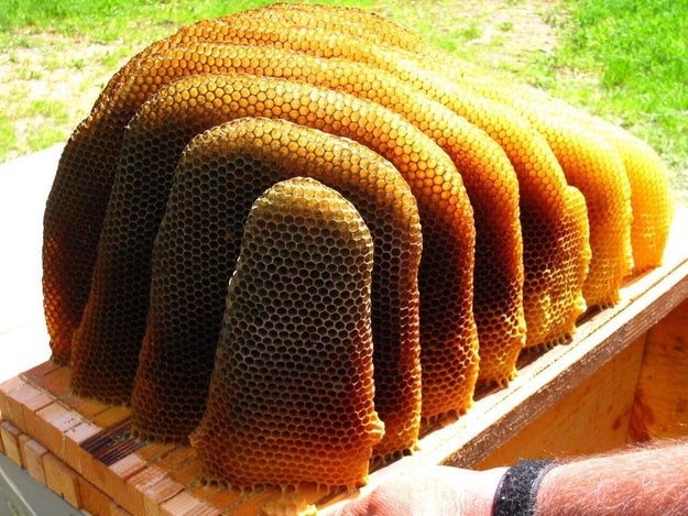 This sweet, sweet honeycomb: