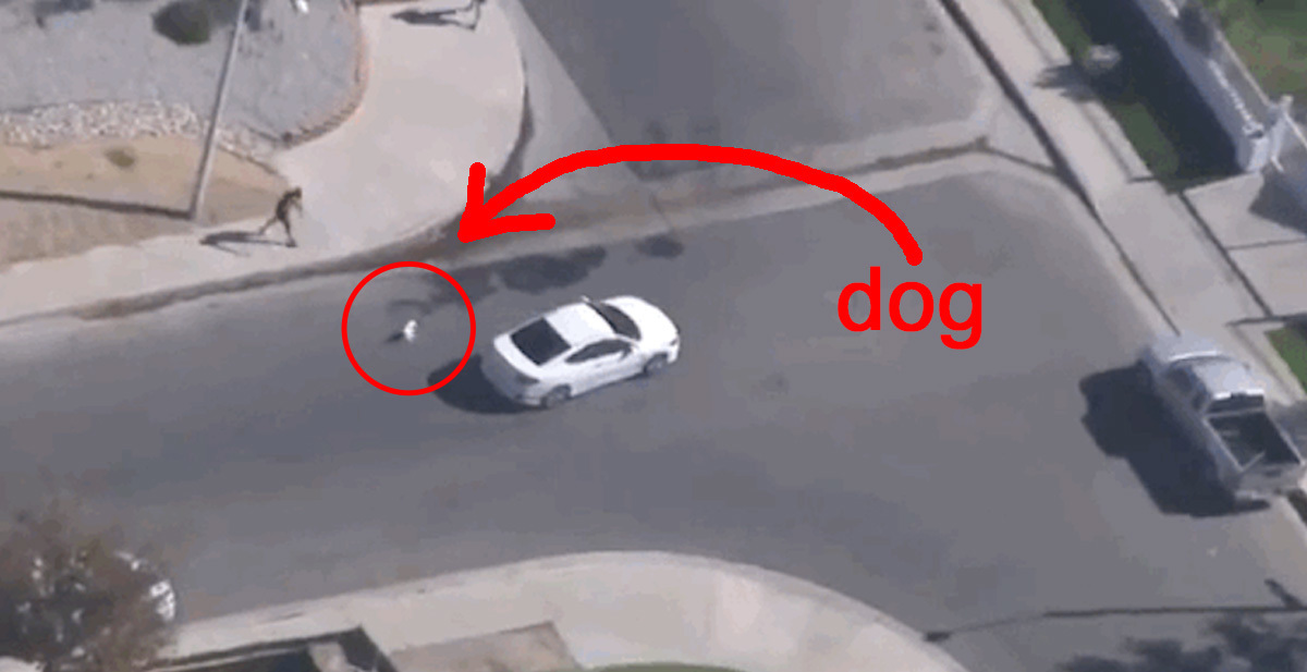 A Dog Was Thrown Out Of A Car During A High-Speed Police Chase And ...