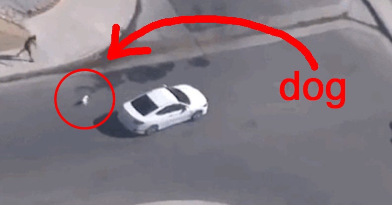 A Dog Was Thrown Out Of A Car During A High-Speed Police Chase And ...