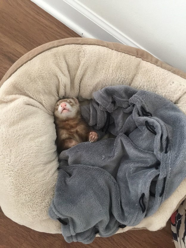 The owner of this bed, who has surrendered control to a ferret: